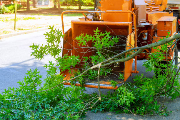 Best Arborist Consultation Services  in El Jebel, CO