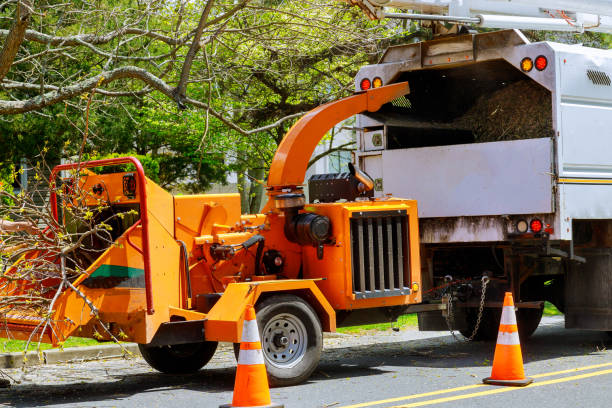 How Our Tree Care Process Works  in  El Jebel, CO
