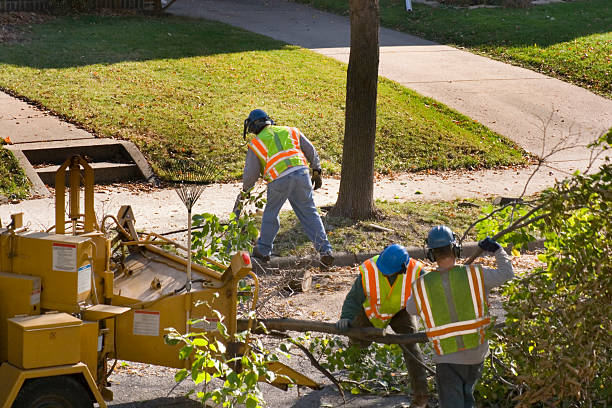 Lawn Maintenance Plans in El Jebel, CO