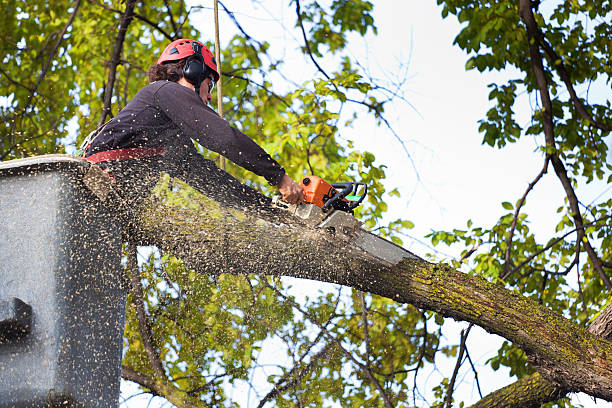 Reliable El Jebel, CO Tree Services Solutions